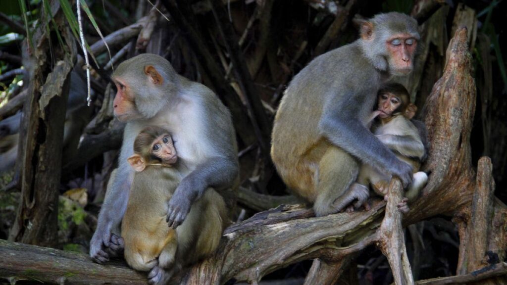 The monkeys that science has experimented on for over a century