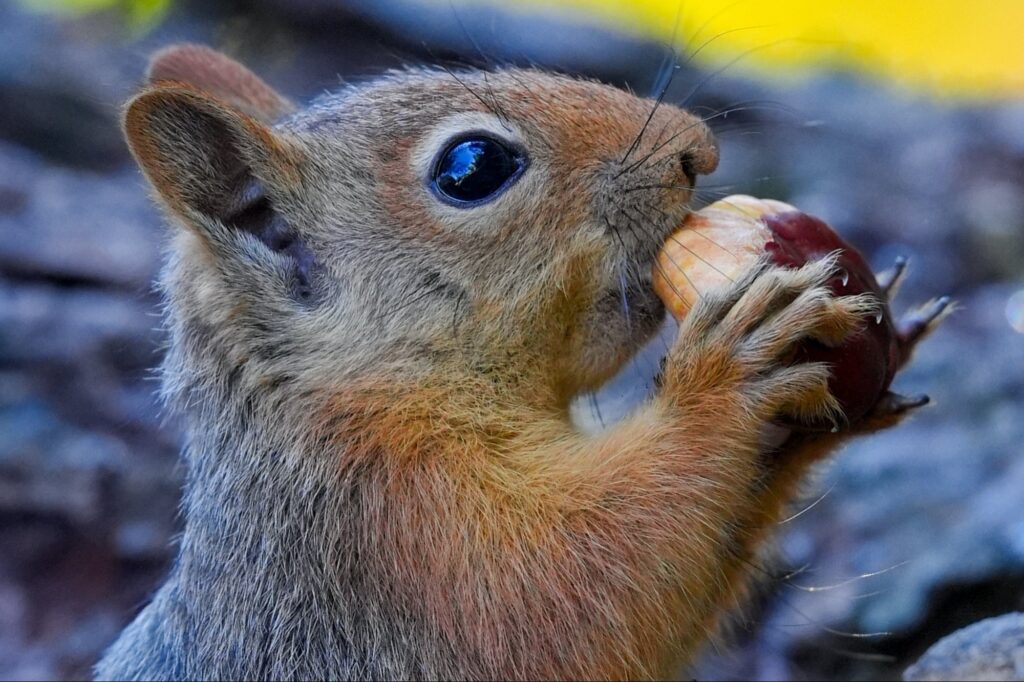 Instagram-Famous Squirrel, Peanut, Seized From Owner in Raid