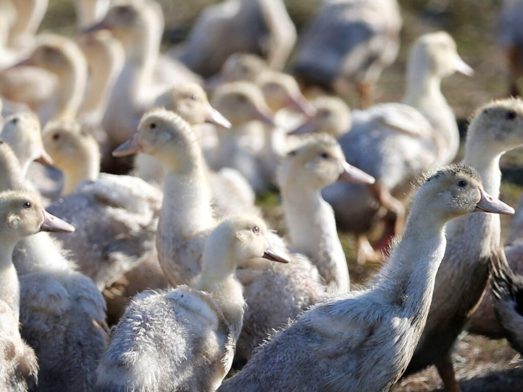 ‘Rare event’: Canada records its first human bird flu case | Health News