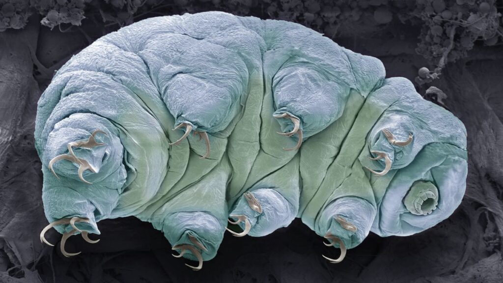 a microscopic image of a blueish tardigrade on its side