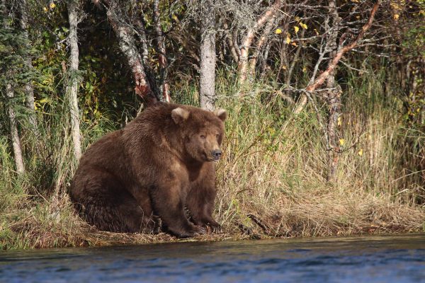 Fat Bears and 5 Other Stories of Preparing for Winter