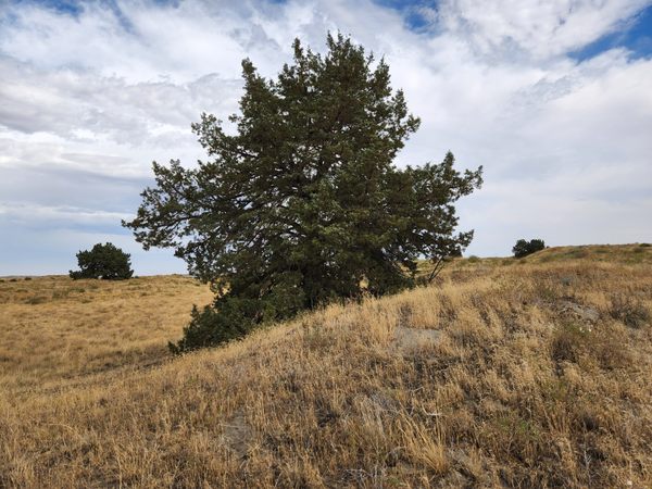 Juniper Dunes Wilderness Area – Redd, Washington