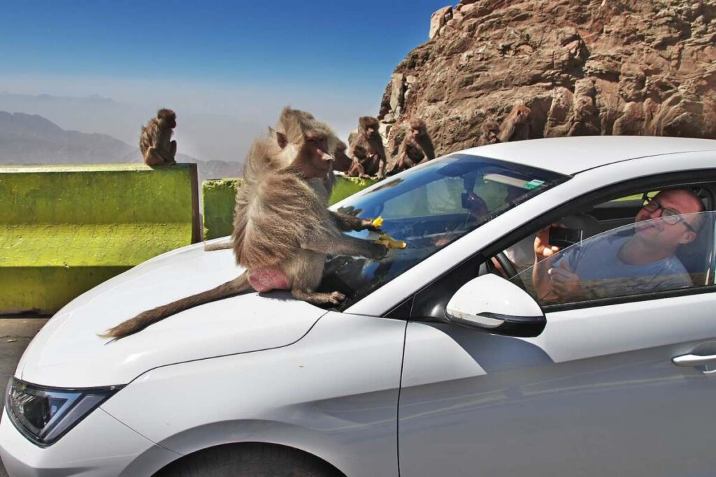 Can a monkey drive a car?