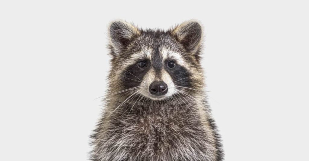 Stowaway raccoon blows his cover at NYC airport as passengers wait to board a Spirit Airlines flight