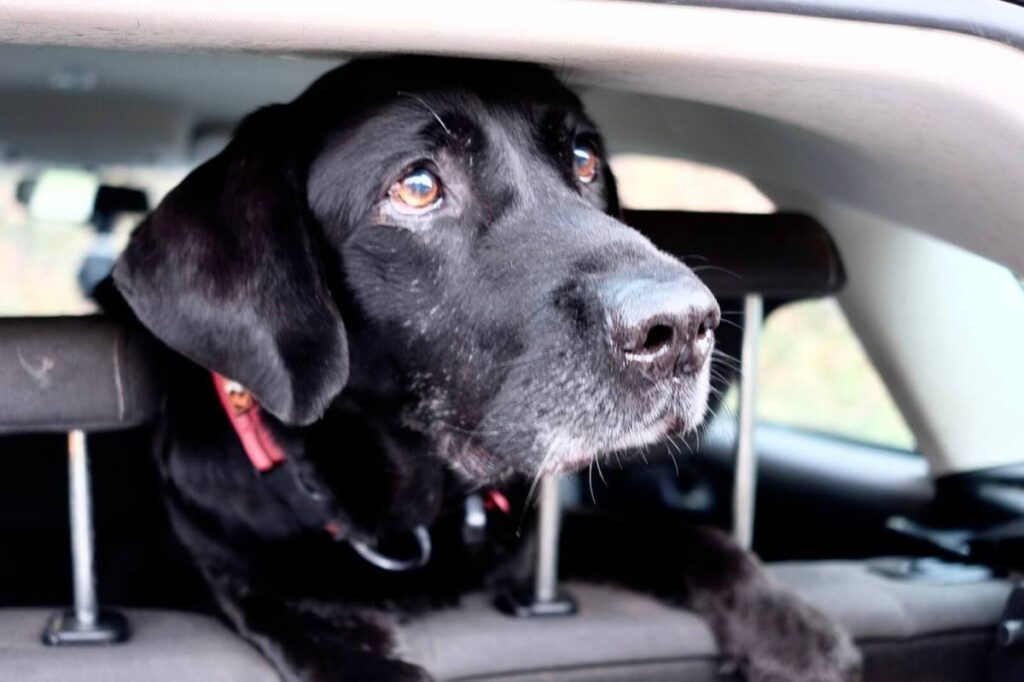 Washington police officer helps a man rescue his dog from a burning Subaru