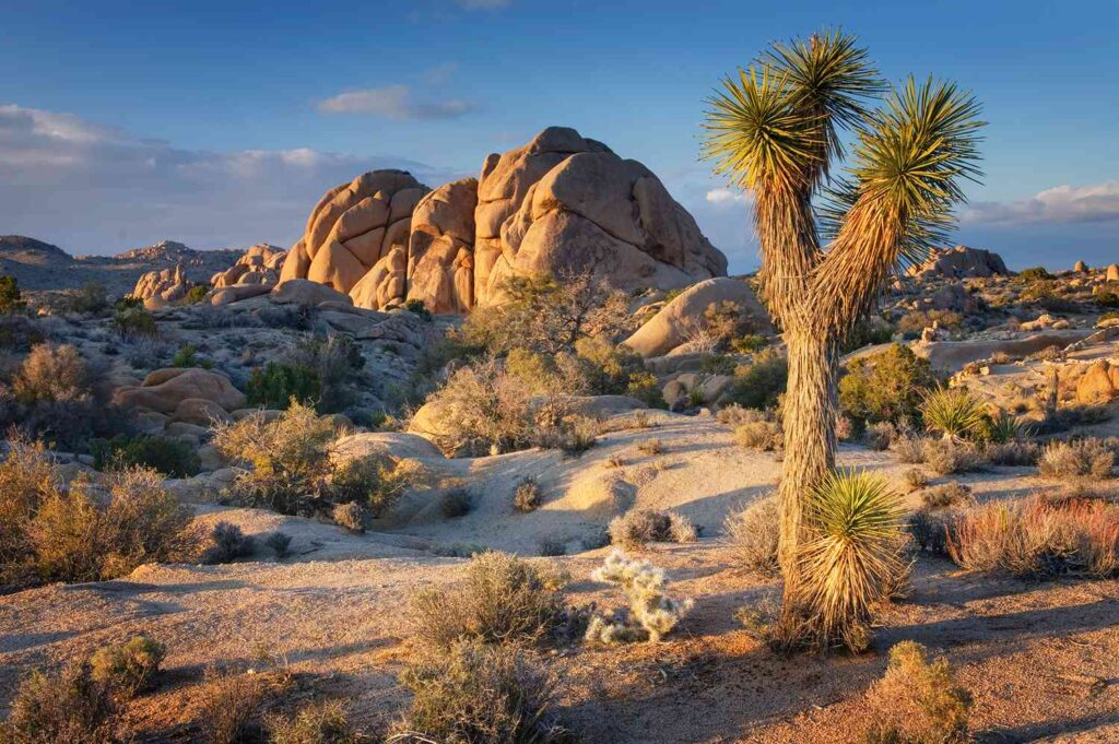 It’s About to Get More Expensive to Visit Joshua Tree National Park — Here's What It'll Cost