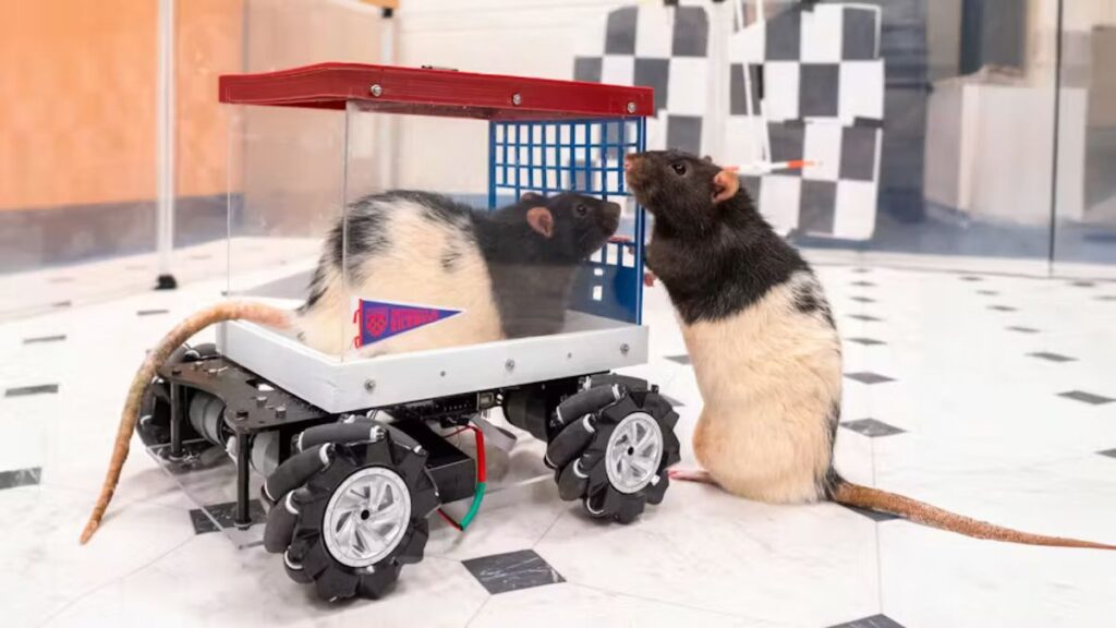 Two rats in a remote operated vehicle.