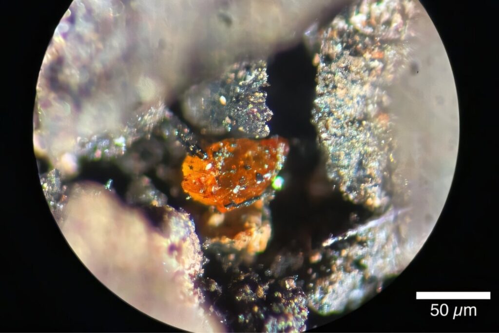 Amber extracted from sediments in Antarctica.