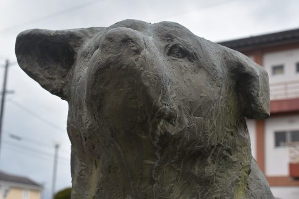 ‘Homesick Hachiko’ – Odate, Japan