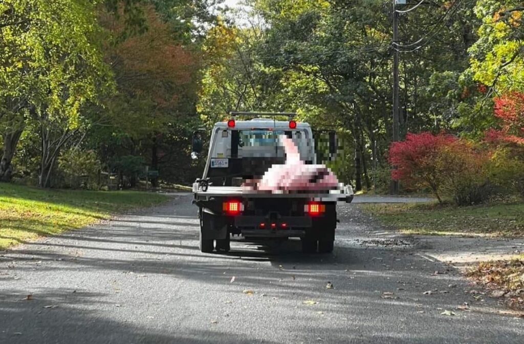 Cape Cod police call tow truck to load up a humongous great white shark [Photos]