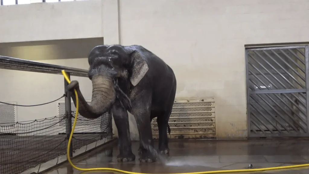 These Elephants Can Use Hoses to Shower—and Even 'Sabotage' Each Other, Study Suggests