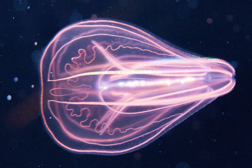 A ctenophore, or comb jelly.