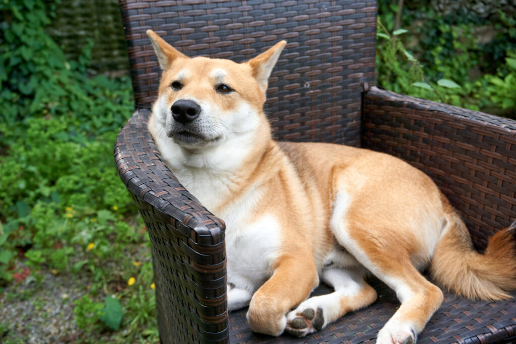 Dogecoin Surges 7% on Down Day in the Crypto Market