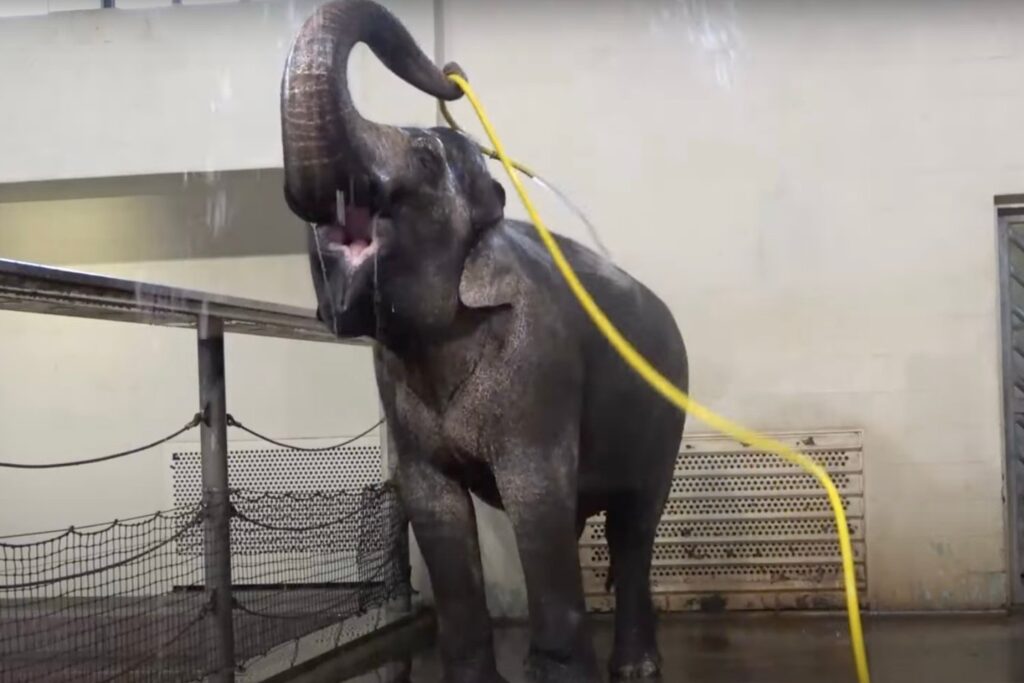 Footage shows Asian elephant Mary hose-showering at the Berlin Zoo.