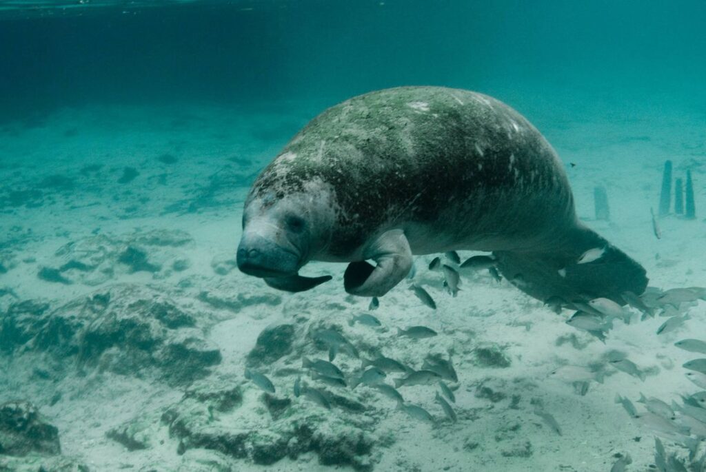 Archaeologists Piece Together the Origin Story of Florida's Manatees, Revealing They Were Once Tourists