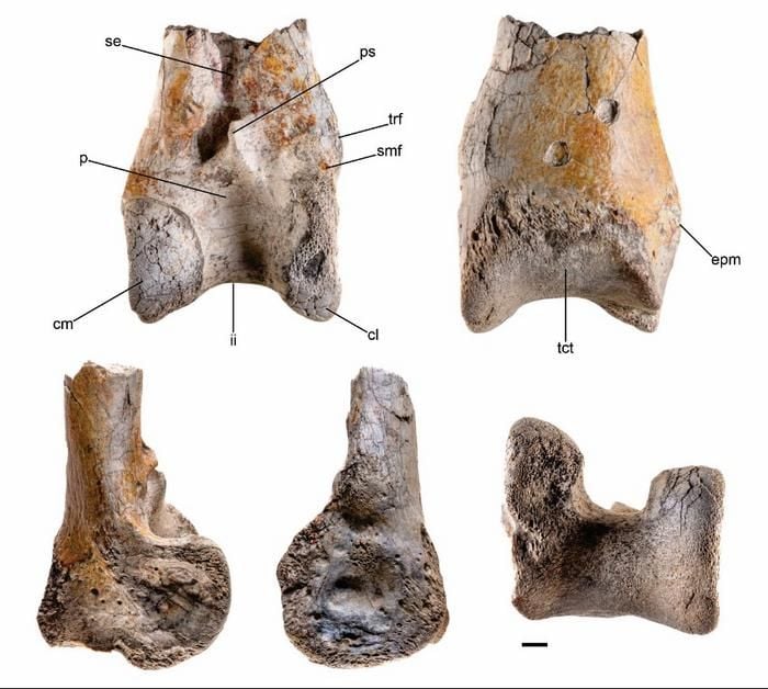 Rare 'Terror Bird' Fossil Found in Colombia Reveals the Enormous Size of a Prehistoric Predator