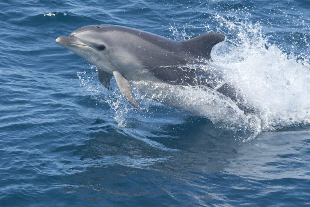 A Solo Dolphin Is Chattering Away Off Denmark's Coast—Is He Talking to Himself?