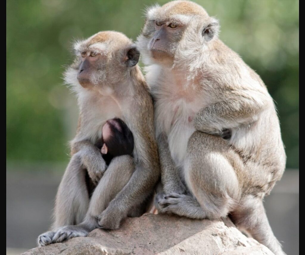 Forty-Three Monkeys Are on the Loose in South Carolina After Escaping a Research Facility When a Door Was Left Unsecured