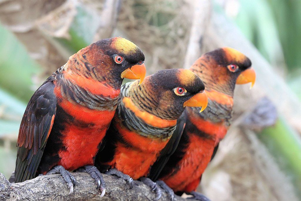 A Simple Chemical Shift Explains Why Parrots Are So Colorful, Study Suggests