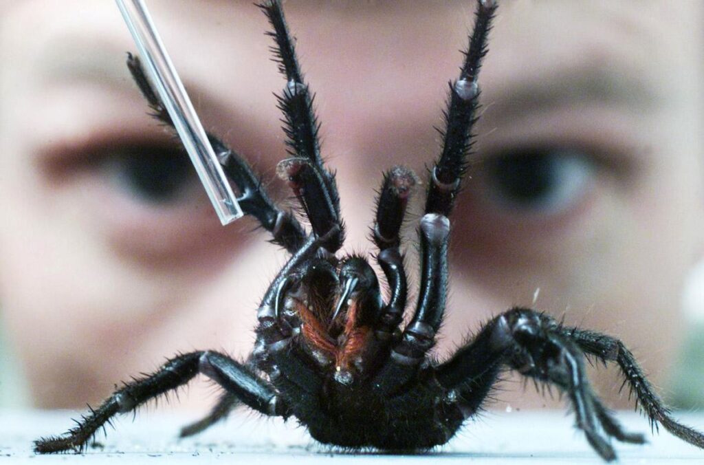 Australian Zoo Asks Residents to Capture the World’s Most Venomous Spider: the Deadly Sydney Funnel-Web