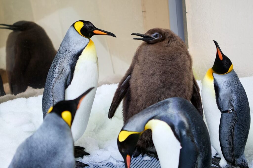 Pesto, Australia's Enormous, Beloved Baby Penguin, Is Growing Up and Losing His Downy Feathers