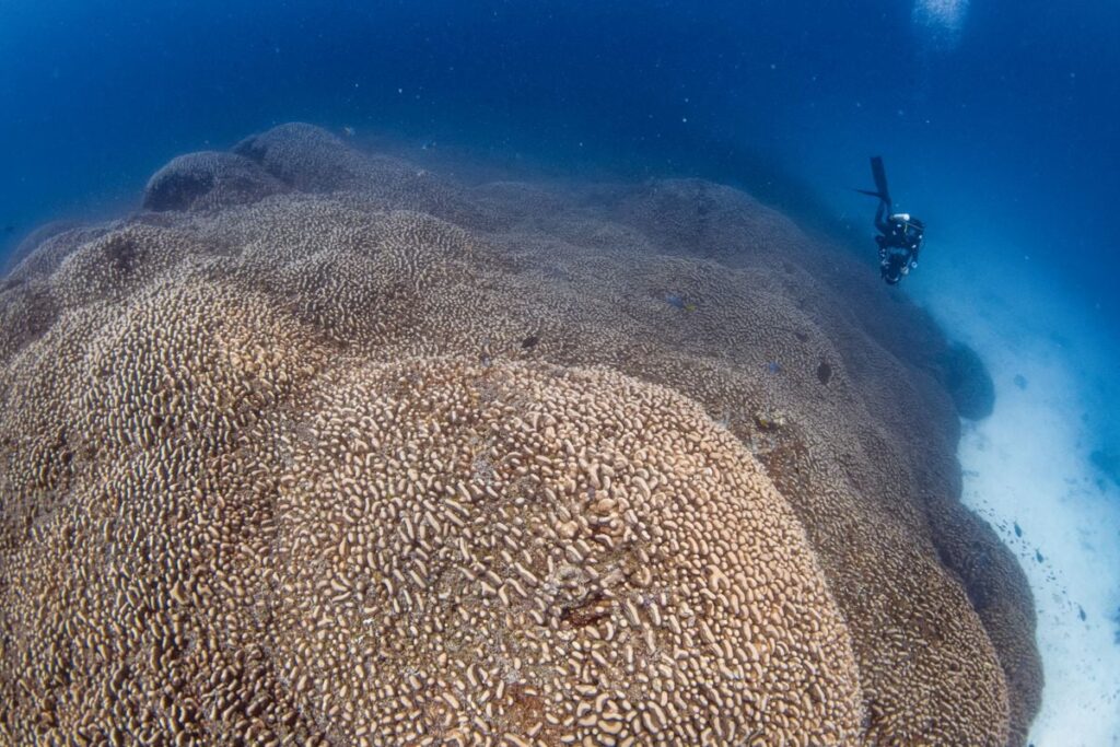 See Staggering Photos of the World's Largest Coral, Newly Discovered by Scientists in the Pacific Ocean