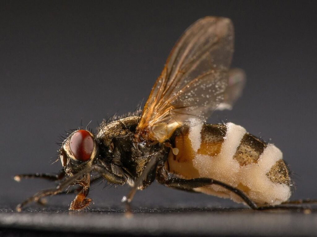 This Parasitic Fungus Turns Flies Into Zombie Insects