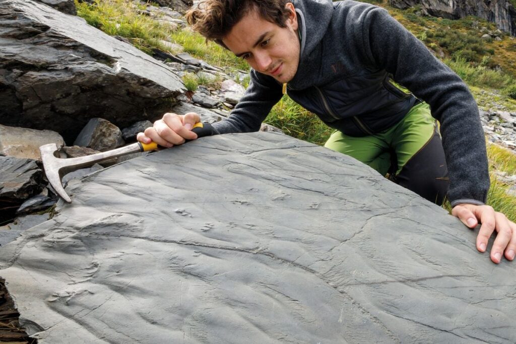 Italian Hiker Discovers Animal Tracks From a Time Before Dinosaurs, Hinting at a Prehistoric Ecosystem