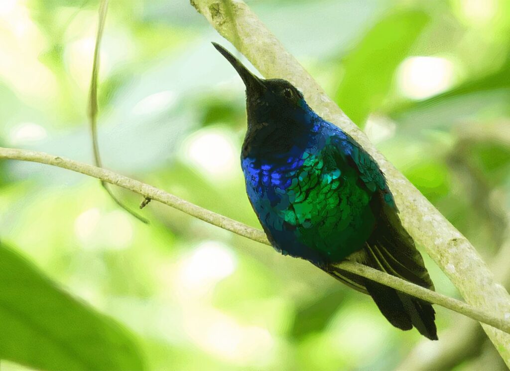 Dedicated Scientists and Birdwatchers Tracked Down These Five ‘Lost’ Birds