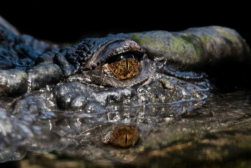 After the Death of Cassius, the World's Largest Captive Crocodile, Scientists Are Trying to Solve the Mystery of His Age