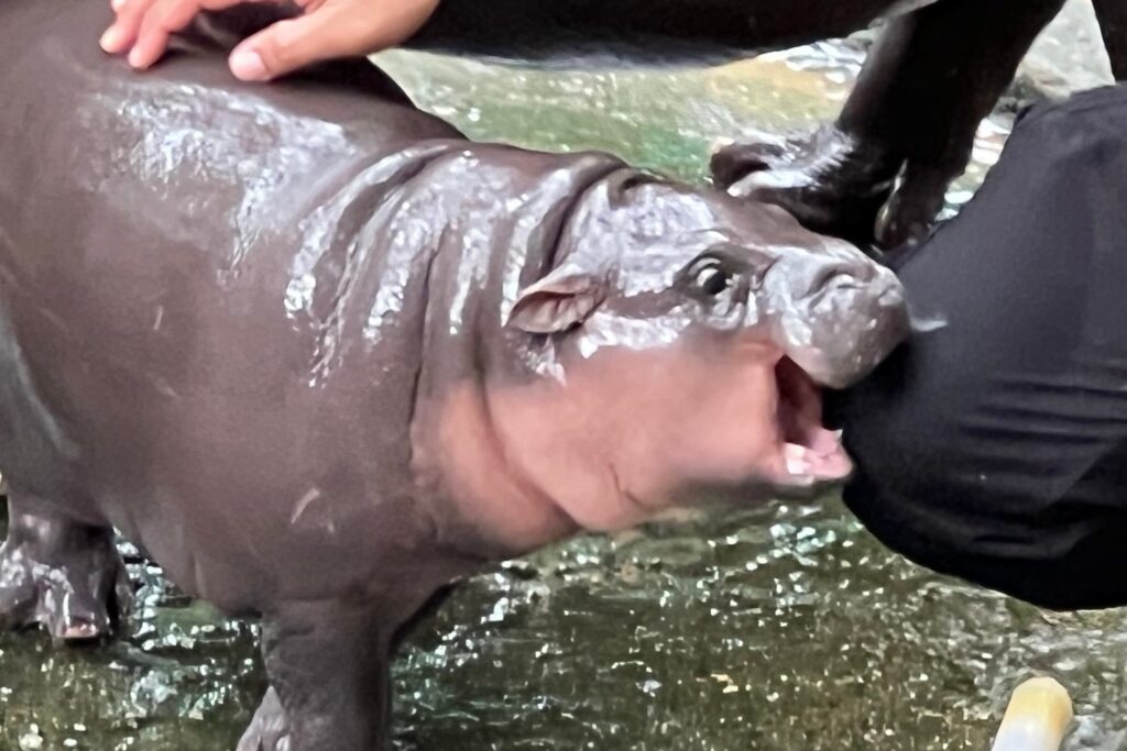 Moo Deng tries to bite her keeper's knee at Khao Kheow Open Zoo on Sept. 18, 2024.