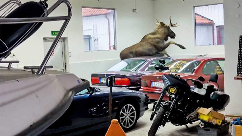 Moose Breaks Into BMW Shop, Crushes Classic 8 Series That Was Getting a Full Restoration