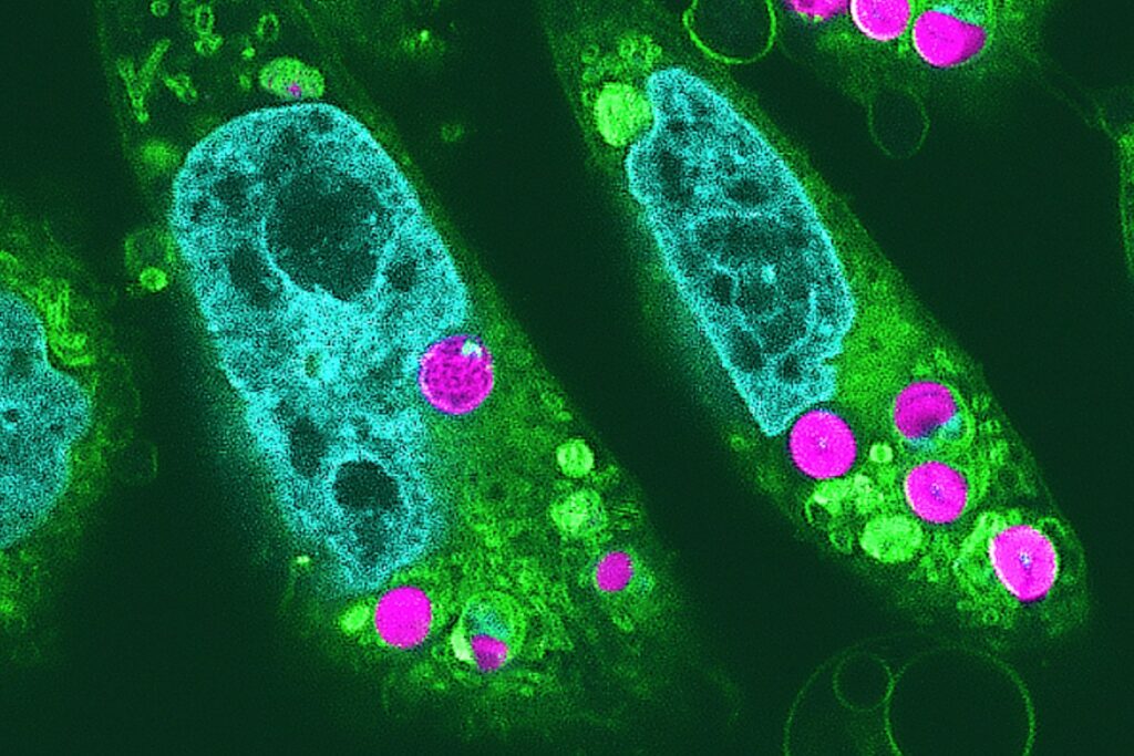 Little green powerhouses: This fluorescence image shows chloroplasts (in magenta) successfully integrated into hamster cells, alongside other highlighted features, including nuclei (light blue) and organelles (yellow-green).