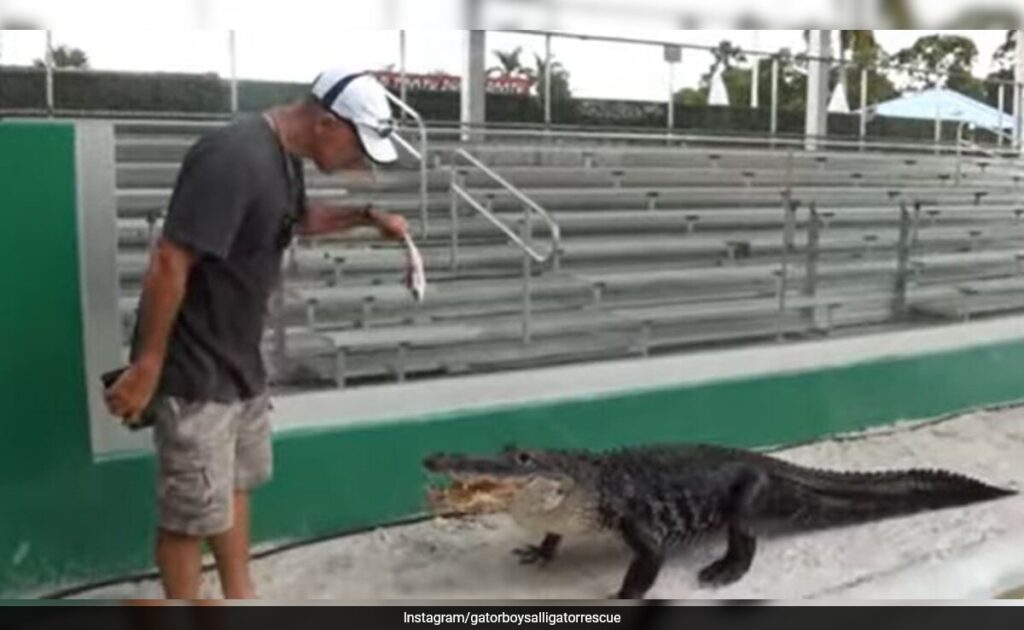 This Alligator Named Darth Gator Only Emerges To His Iconic 'Theme Song'