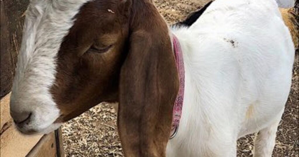 Shasta County to pay $300,000 after deputies seize girl's goat for slaughter