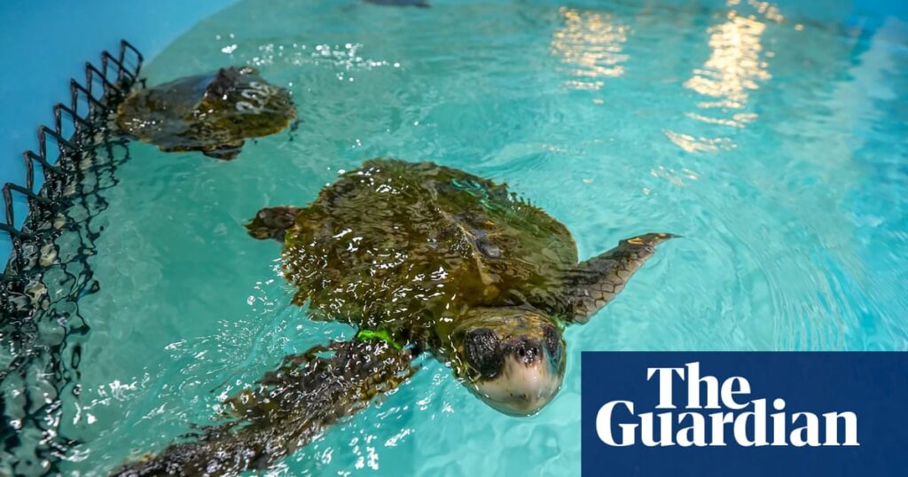 ‘They’re stuck’: Cape Cod seeing more whale, turtle and dolphin strandings | Massachusetts