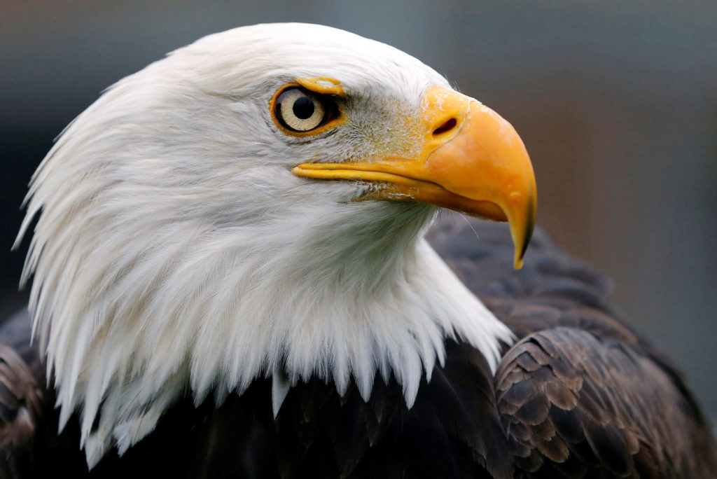 Biden signs bill officially anointing bald eagle as national bird of U.S.