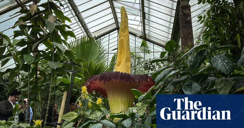 Plantwatch: the smelly deception of titan arum’s phallic spadix | Biology