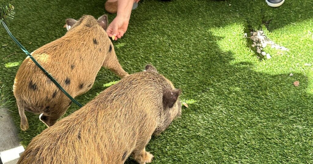 Florida Mayor Pardons Baby Pigs In Cuban Twist