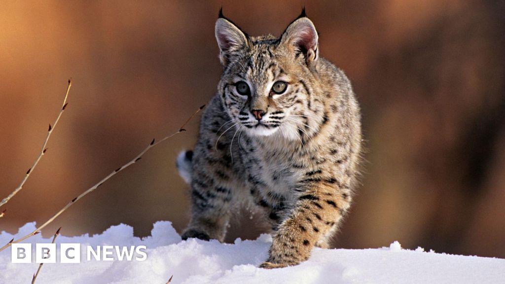 Bird flu kills 20 big cats at Washington animal sanctuary