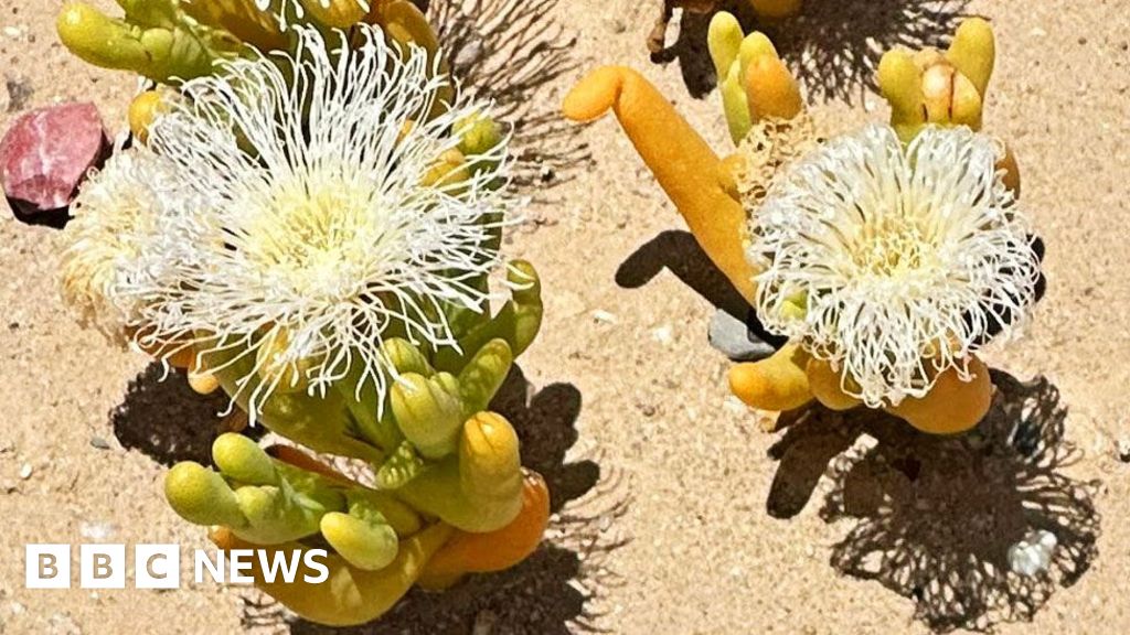 South Africa's succulent plants under threat from poachers in the Karoo