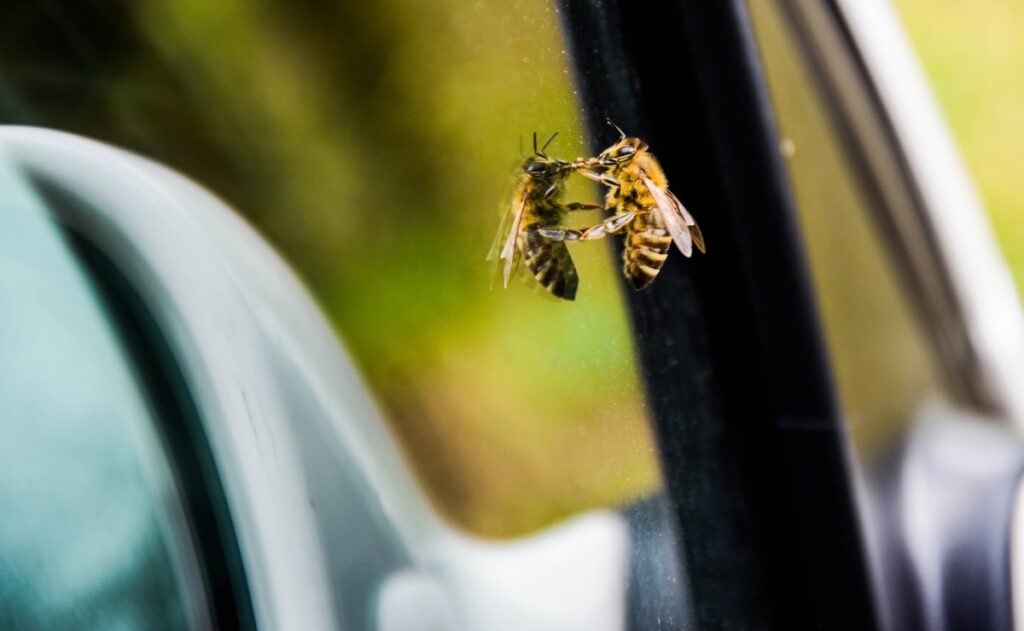 Grocery shopper finds 15,000 bees have moved into his Buick