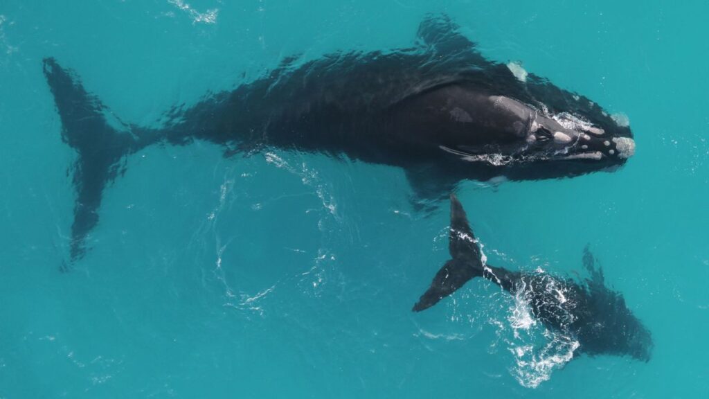 These endangered whales can live up to 150 years — twice as long as previously thought