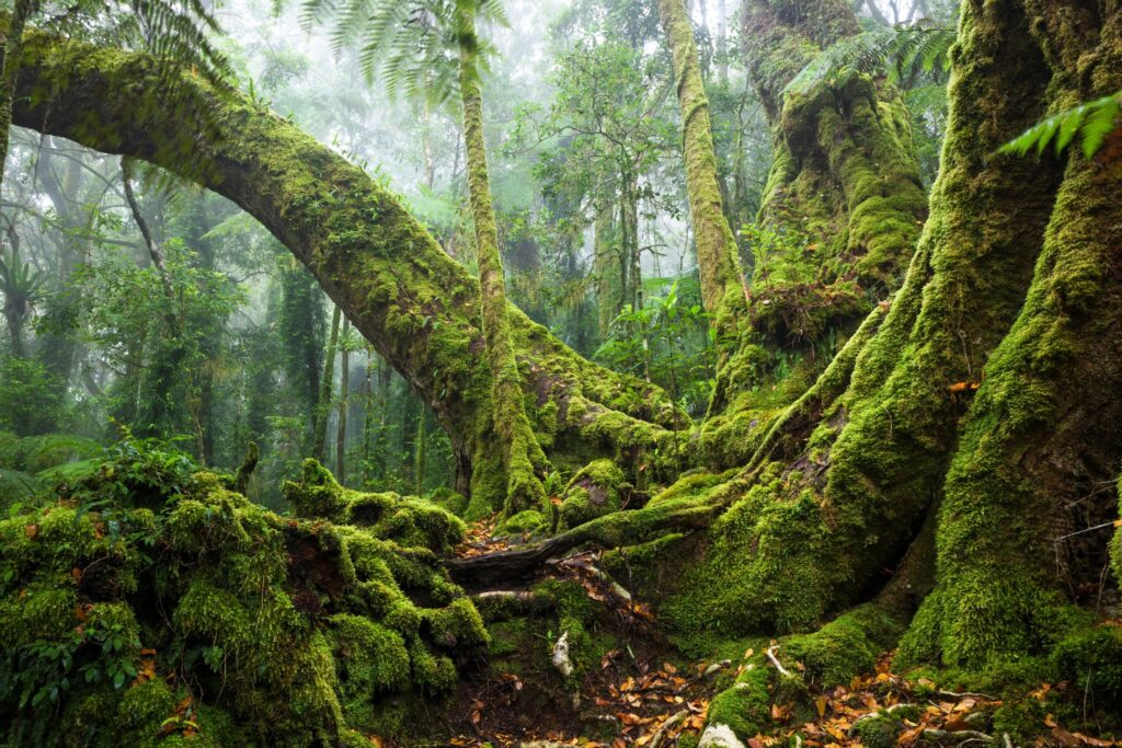 Antarctic Beech Tree in Gondwana rainforest.