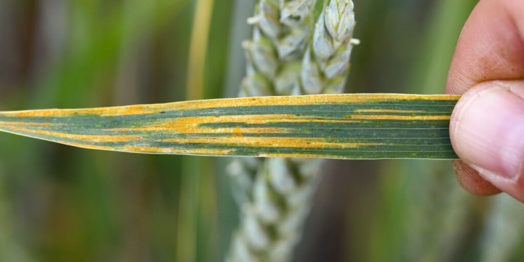 This international surveillance project aims to protect wheat from deadly diseases