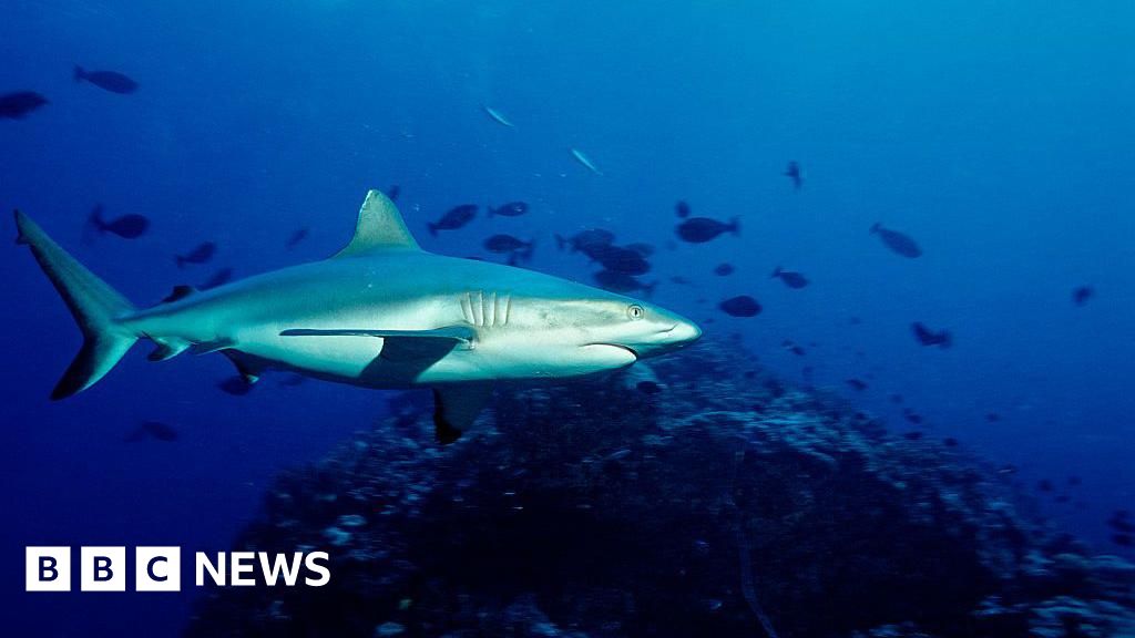 Pastor Luke Walford dies in shark attack on Australia's Great Barrier Reef