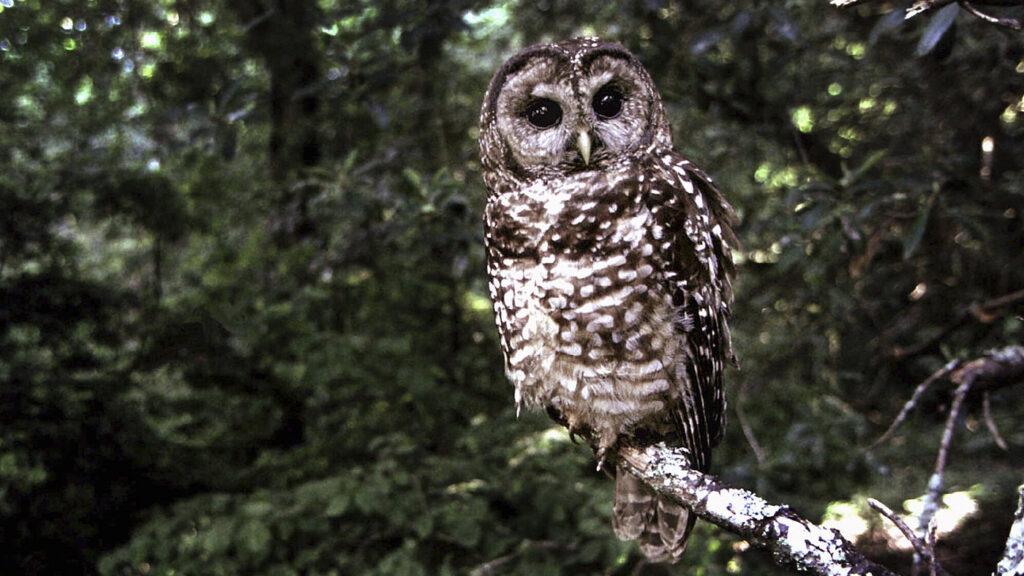 The Spotted Owl : Throughline : NPR