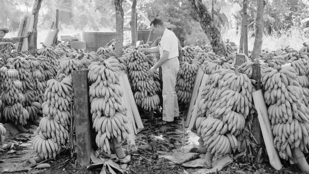 Bananas : Throughline : NPR