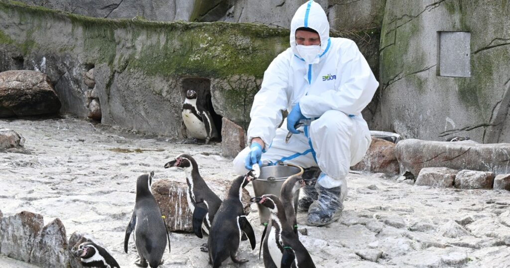 Bird Flu Is Sweeping Through Zoos – Mother Jones