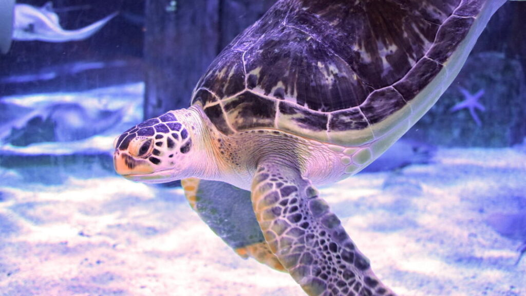 Green sea turtle swimming